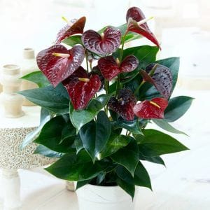 Brown Anthurium Plant view 2