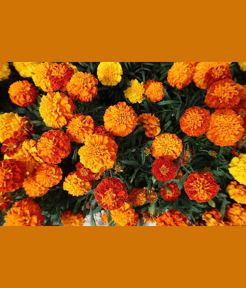 DECORPLIX Marigold Flower ( 300 Seeds )