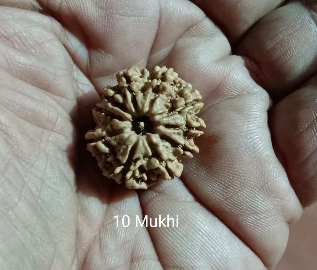 10 Mukhi Rudrash view 2