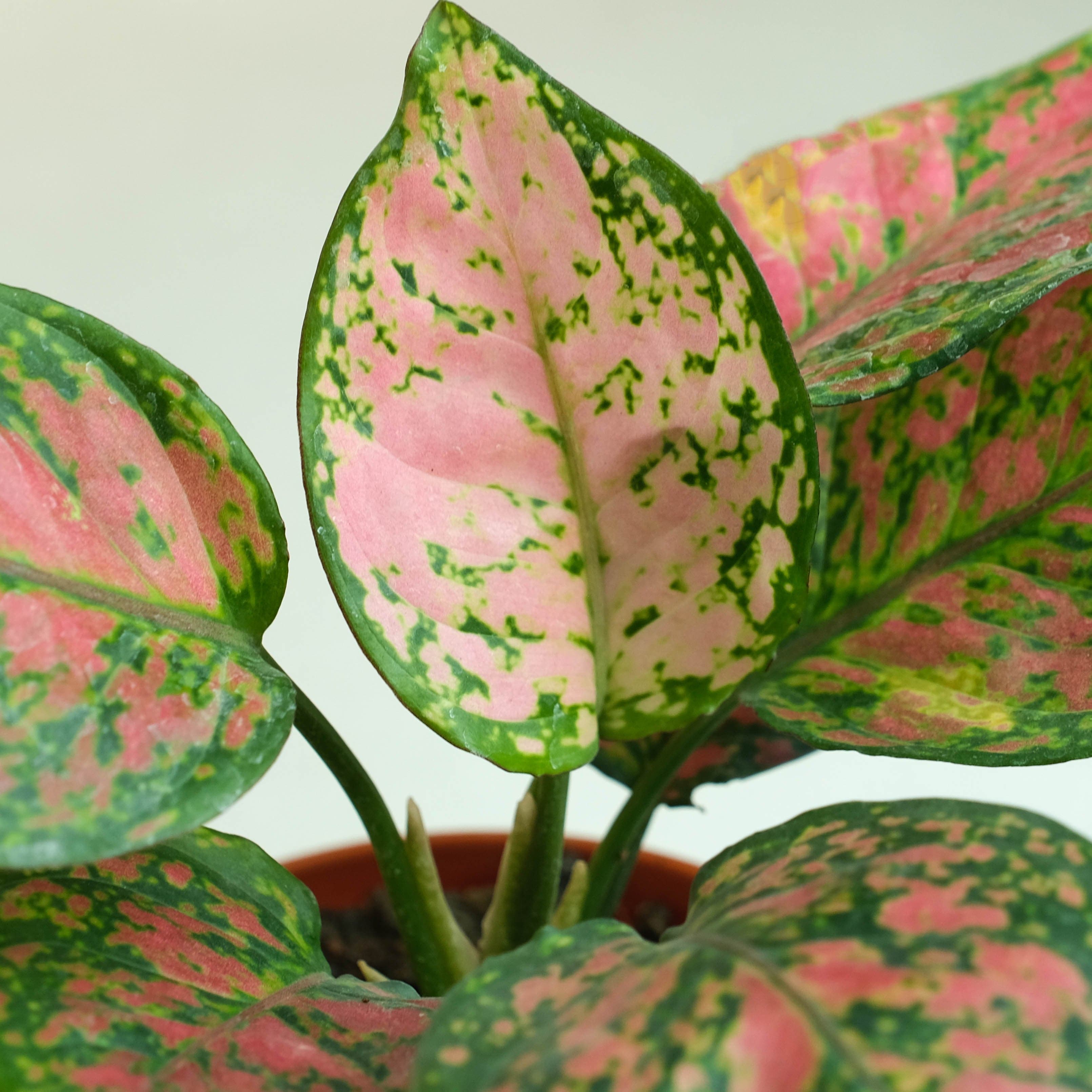 Rooted Aglaonema Plant - Pink Beauty view 2