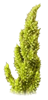 Barnyard Millet ( Unpolished grains ) view 2