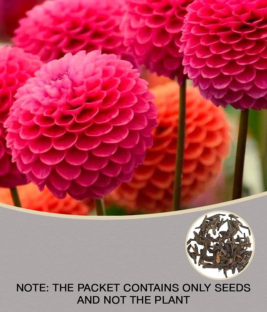 homeagro - Dahlia Mixed Flower ( 25 Seeds )
