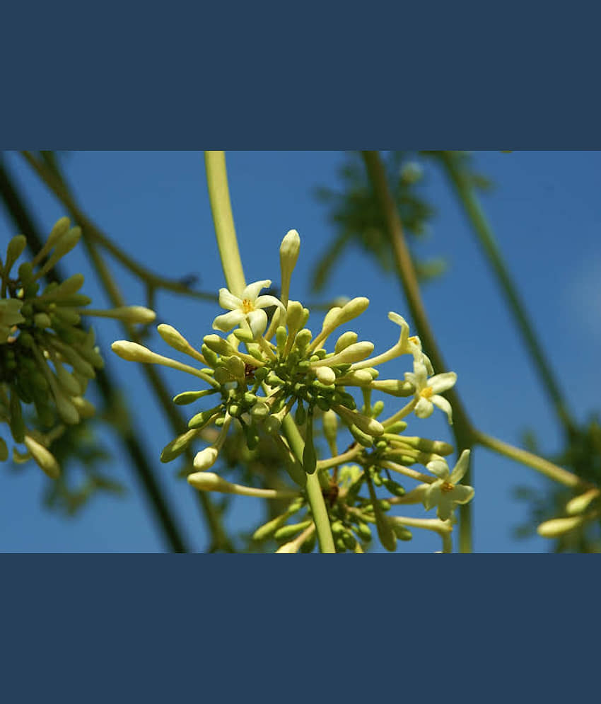 PAPAYA SEED - Honey Dew Papaya - organic seeds - (50 per packet) + Instruction Manual view 2