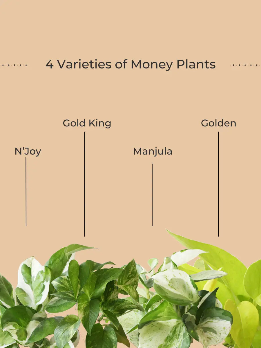 Exotic Money Plant Combo (Small) view 2