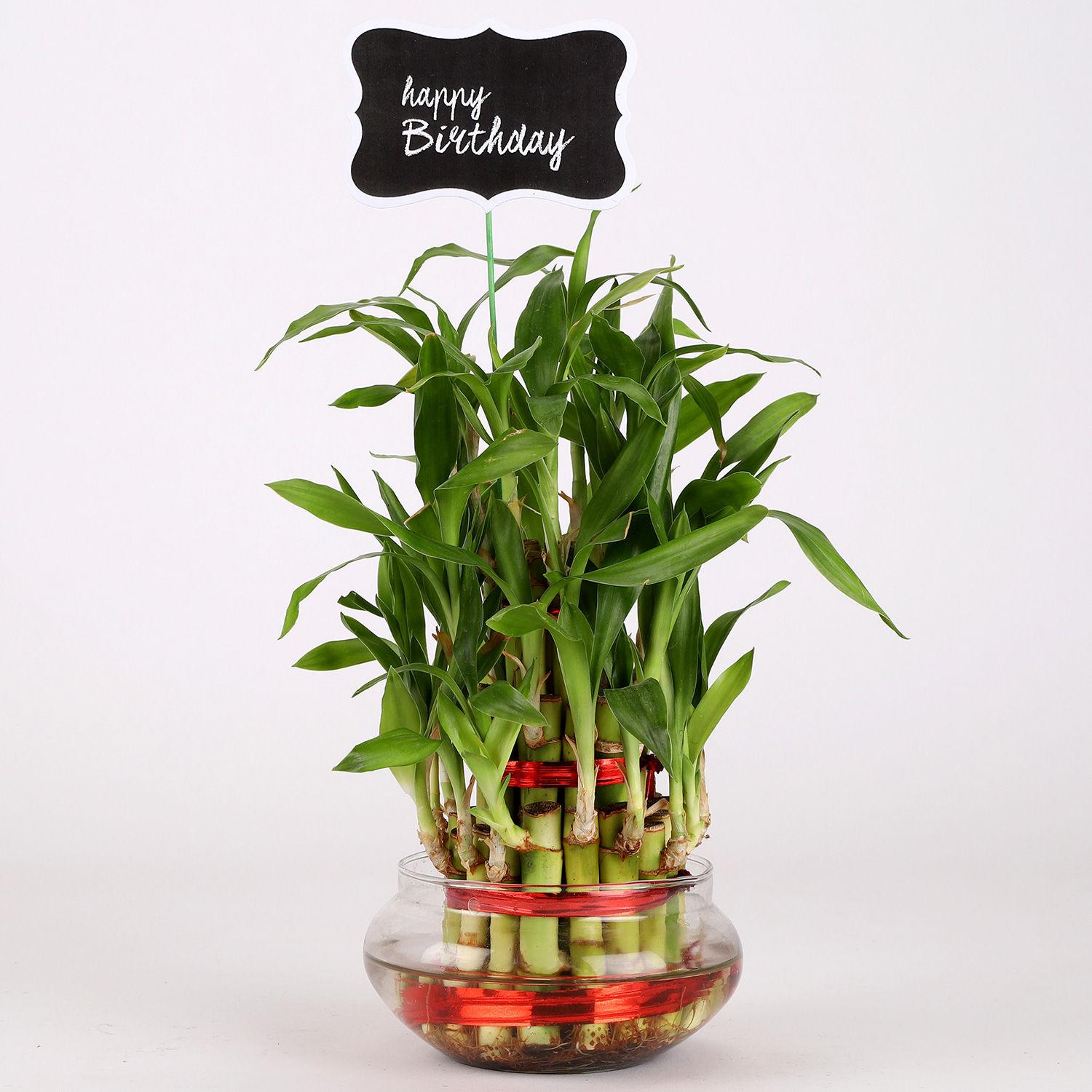 3 Layer Bamboo Plant For Happy Birthday view 2