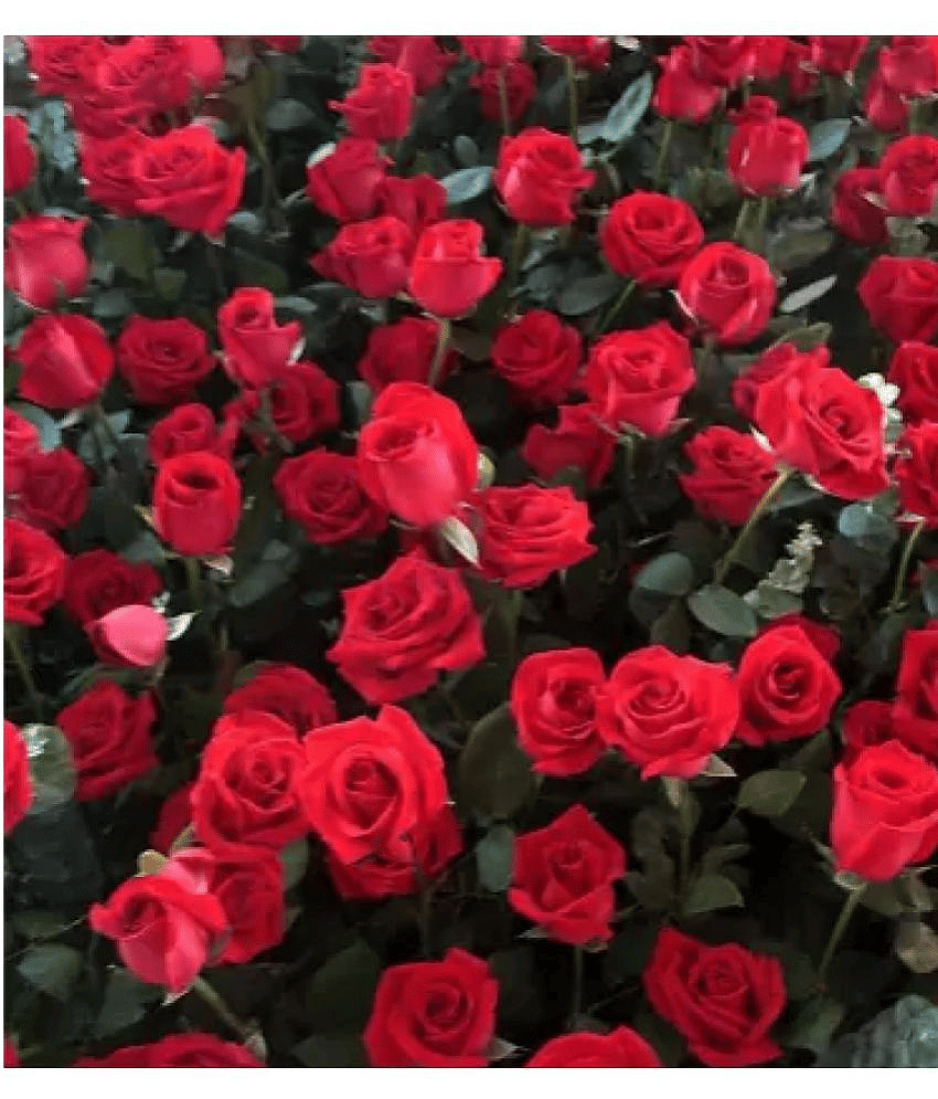 E Garden Red Climbing Rose Seed view 2
