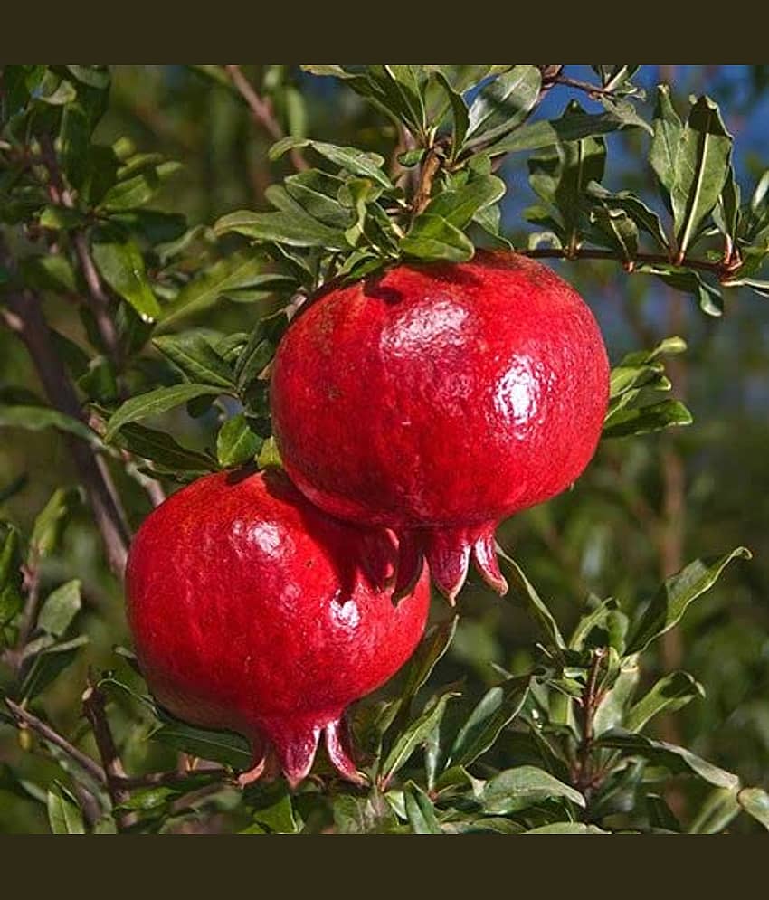 Cloud Farm Outdoor Fruit Plant ( Pack of 1 ) view 2