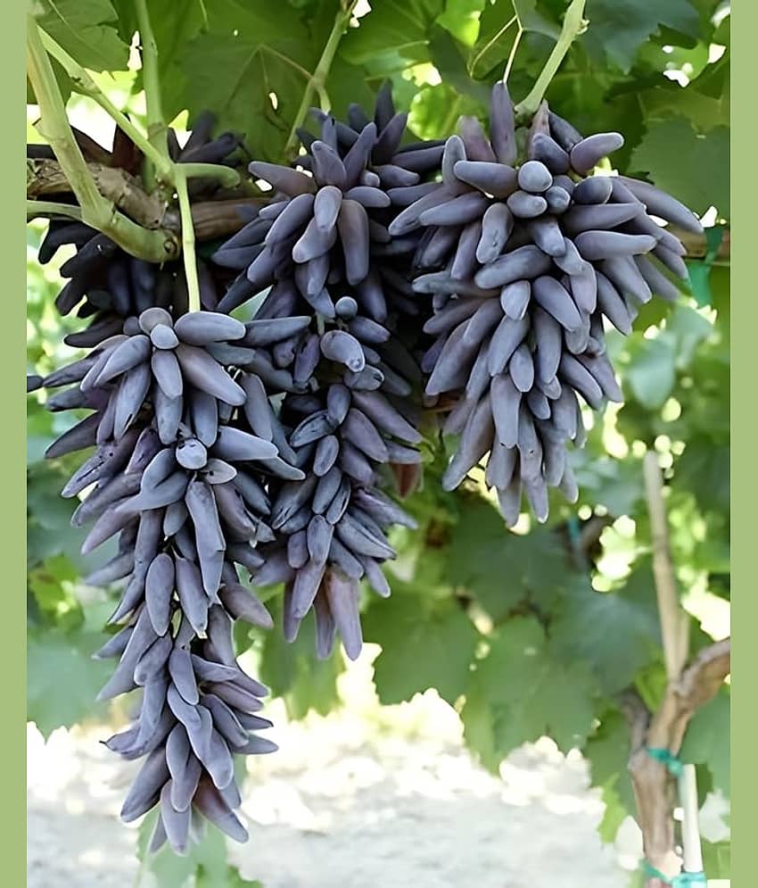 Cloud Farm Outdoor Fruit Plant ( Pack of 1 ) view 2
