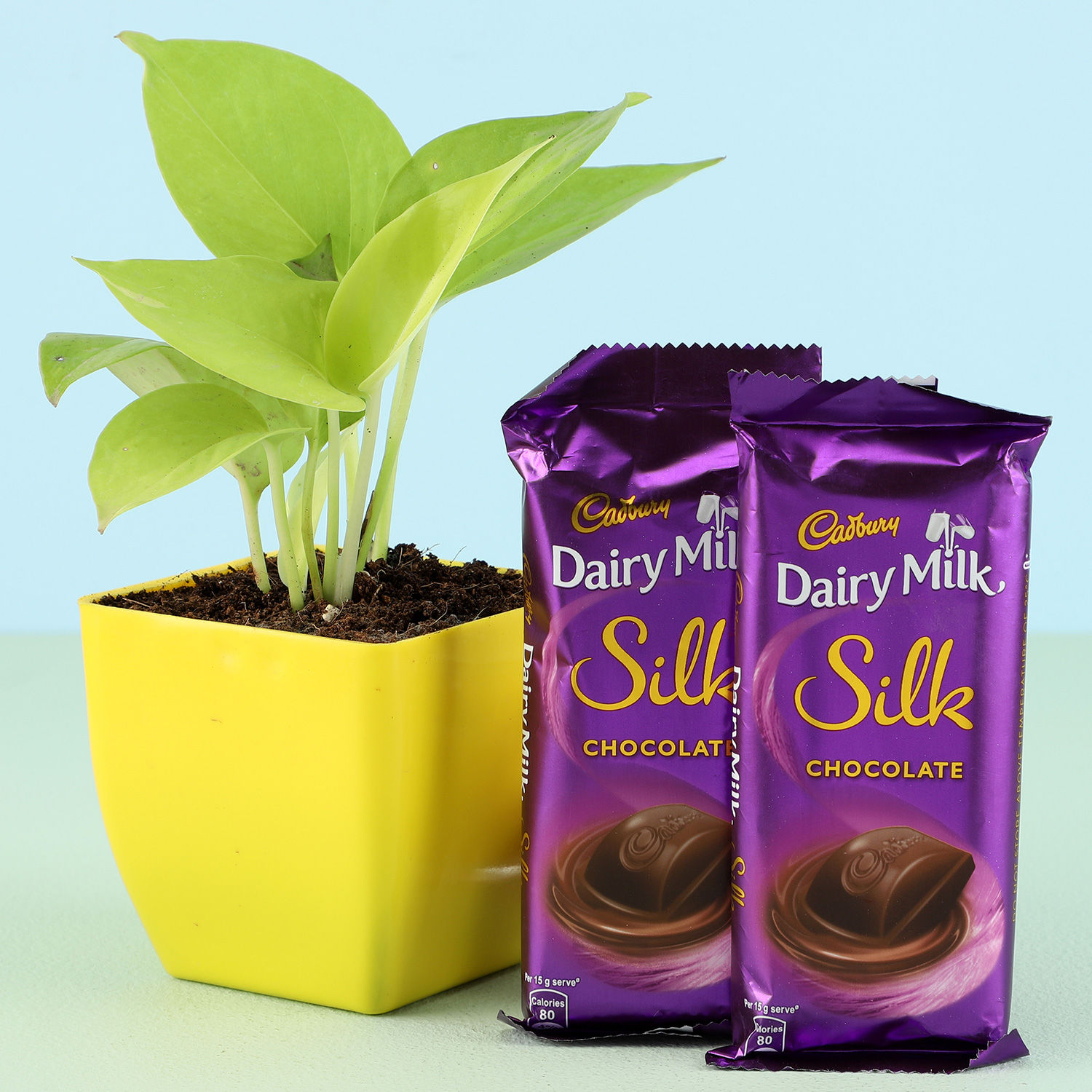 Money Plant In Yellow Pot & Cadbury Chocolates view 2