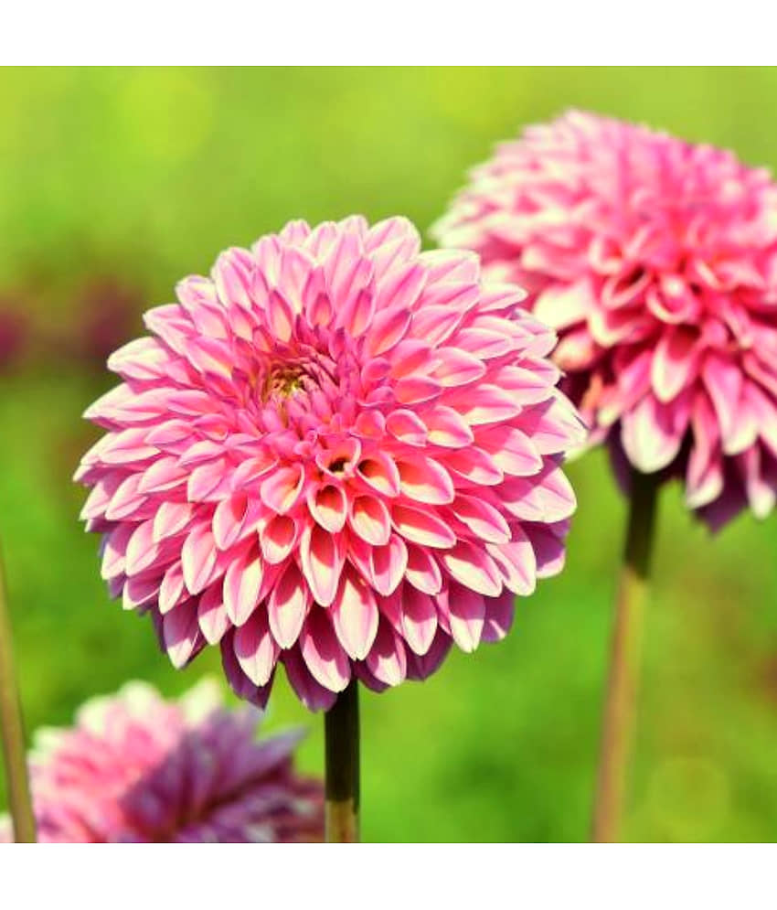 homeagro - Dahlia Mixed Flower ( 25 Seeds )