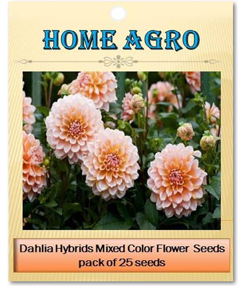 homeagro - Dahlia Mixed Flower ( 25 Seeds ) view 2