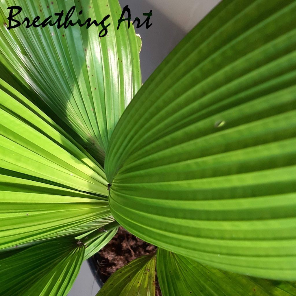 Breathing Art - Ruffled Fan Palm (M) view 2