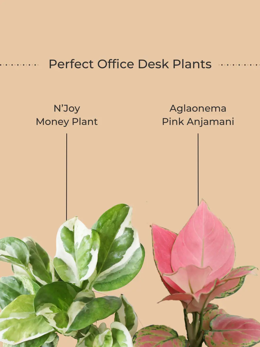 Office Desk Plants Combo (Small) view 2