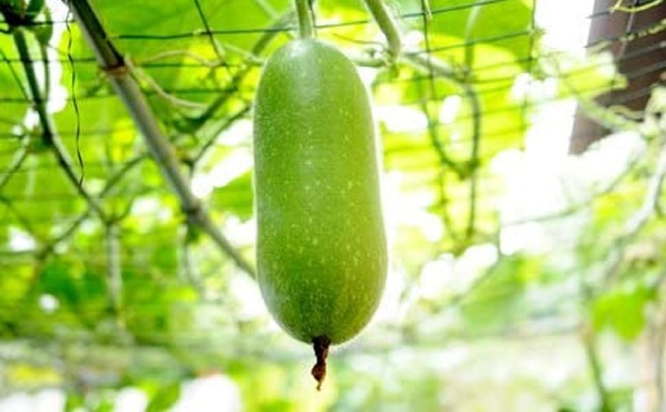 Ash Gourd view 2