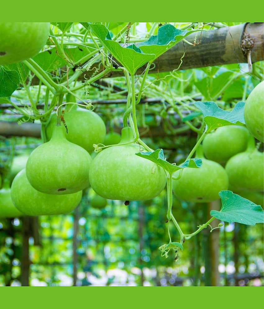 Jignisha Seeds Bottle Gourd Vegetable ( 20 Seeds ) view 2