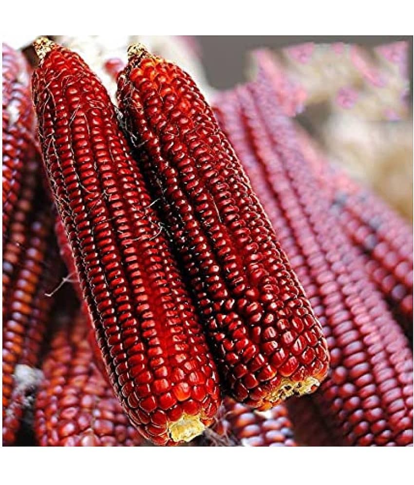 High Germination Red Corn (maize) Traditional Seeds - ( 50 seed )