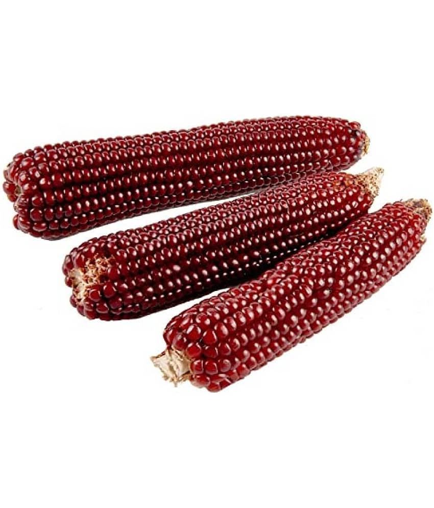 High Germination Red Corn (maize) Traditional Seeds - ( 50 seed ) view 2