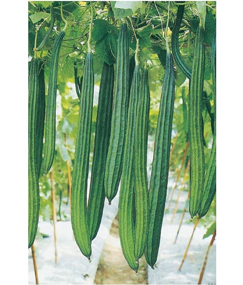 Hybrid F1 Ridge Gourd Organic Vegetables 20 seeds For Home Garden Pack view 2