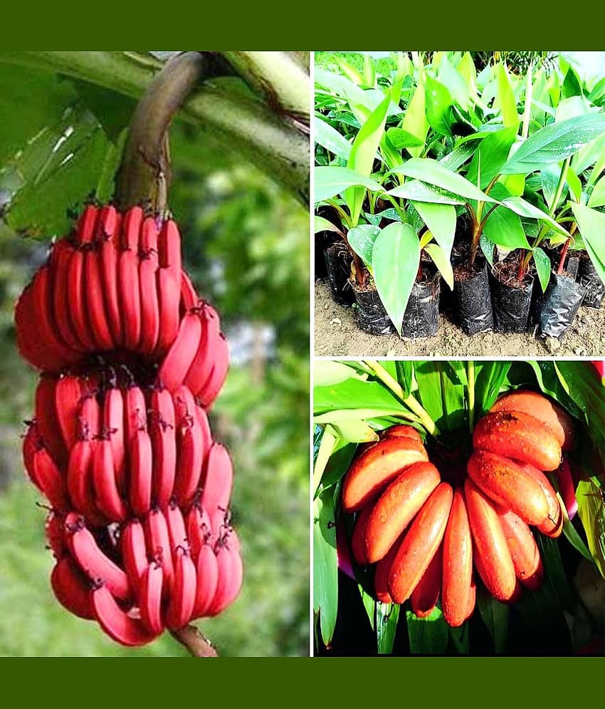 Cloud Farm Outdoor Fruit Plant ( Pack of 1 ) view 2