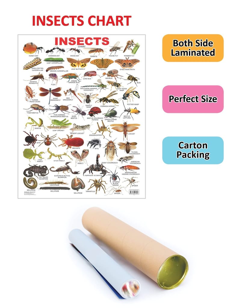 Insect Educational Wall Chart For Kids - Both Side Hard Laminated (Size 48 x 73 cm) [Poster] Dreamland Publications view 2