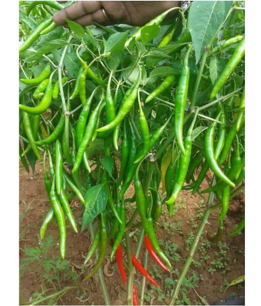 F1 Hybrid Rare Thai Red Chilli Hot Pepper Seeds (50 Seeds Pack) view 2