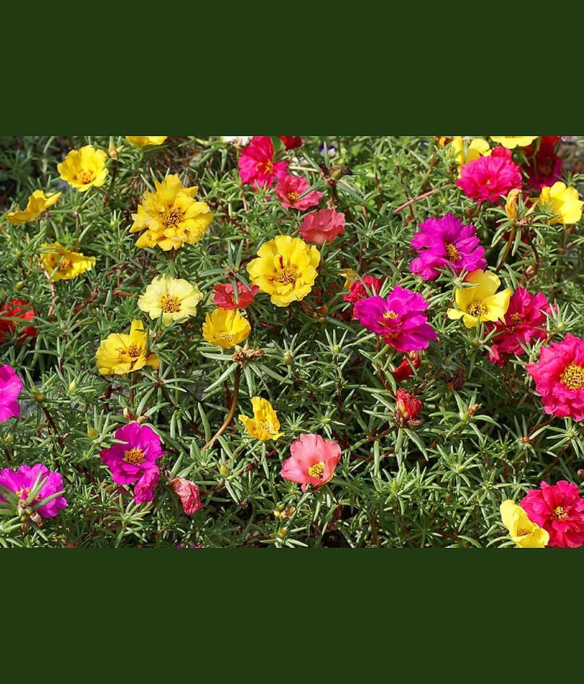 Portulaca mixed flower seeds (30 seeds) view 2