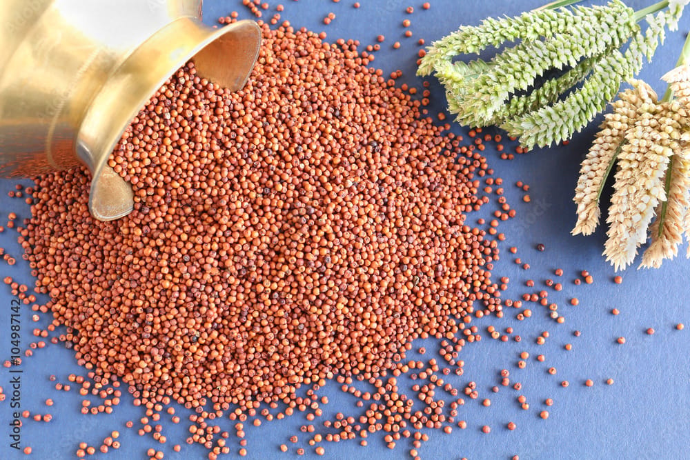 RAGI view 2
