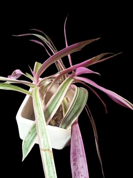 sonchiraiya flower plant nad pot view 2