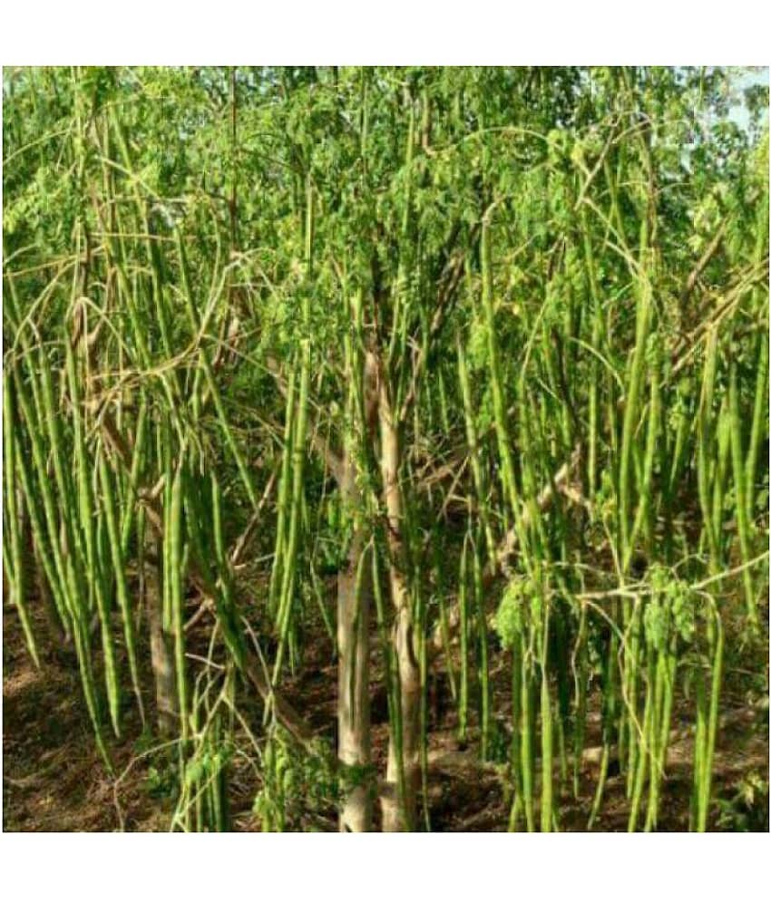 Hybrid PKM 1 Drumstick/Sajna - Moringa Oleifera Pack of 15 Seeds view 2