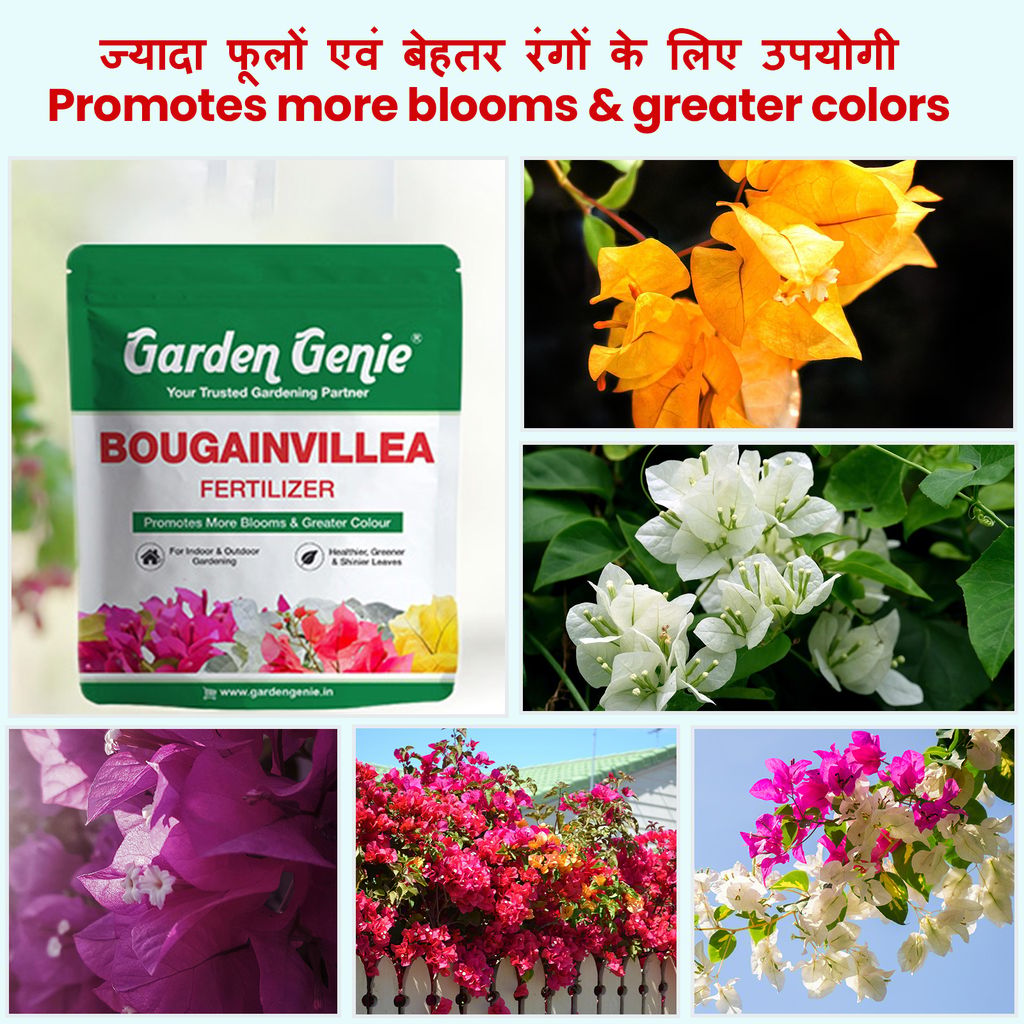 Garden Genie Bougainvillea Plant Fertilizer 830g | Organic Bloom Booster Fertilizer for Overall Growth of Bougainvillea Flowers in Home Garden, Powder view 2