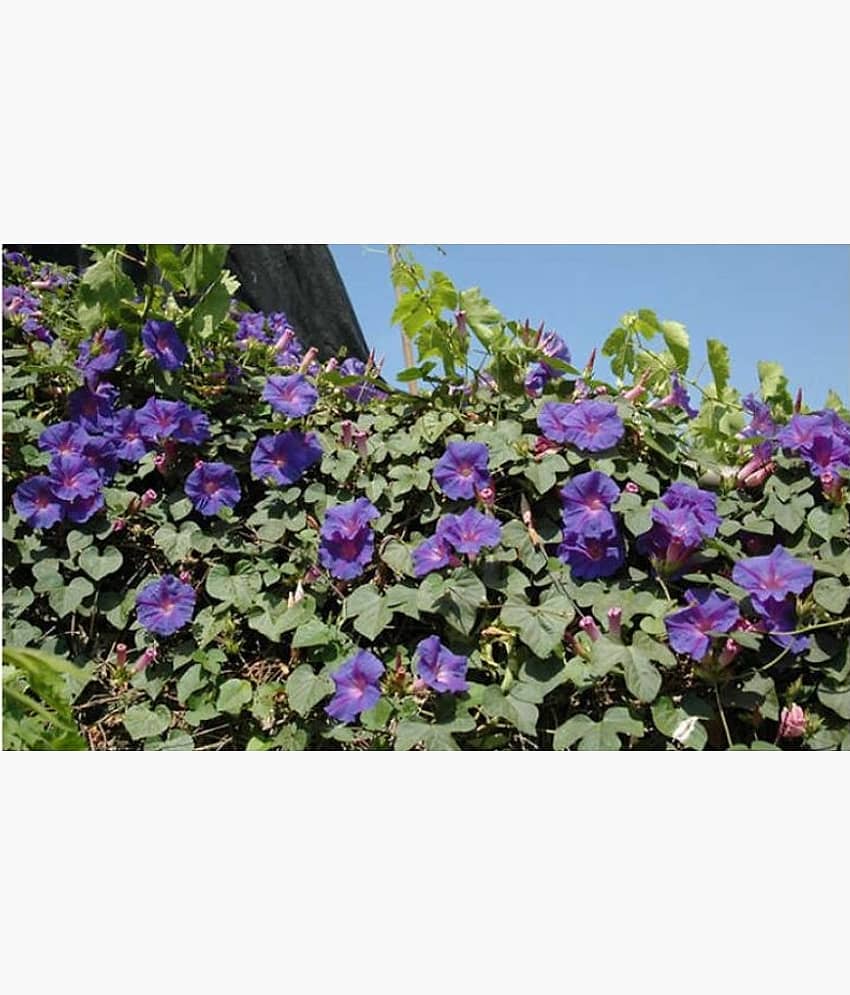 Iphomia F1 mix flower seeds Pack of 20 with growing cocopeat view 2