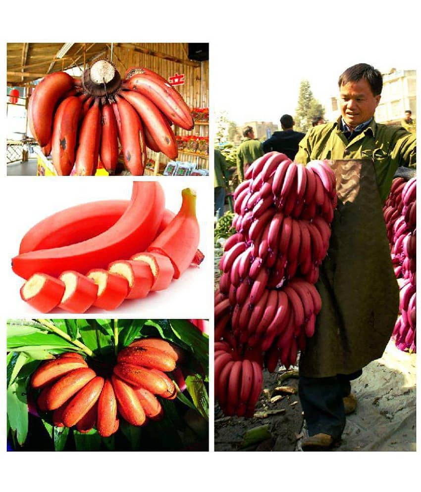 Dwarf Red banana seeds , delicious rare fruit tree seeds High quality 25 seeds view 2