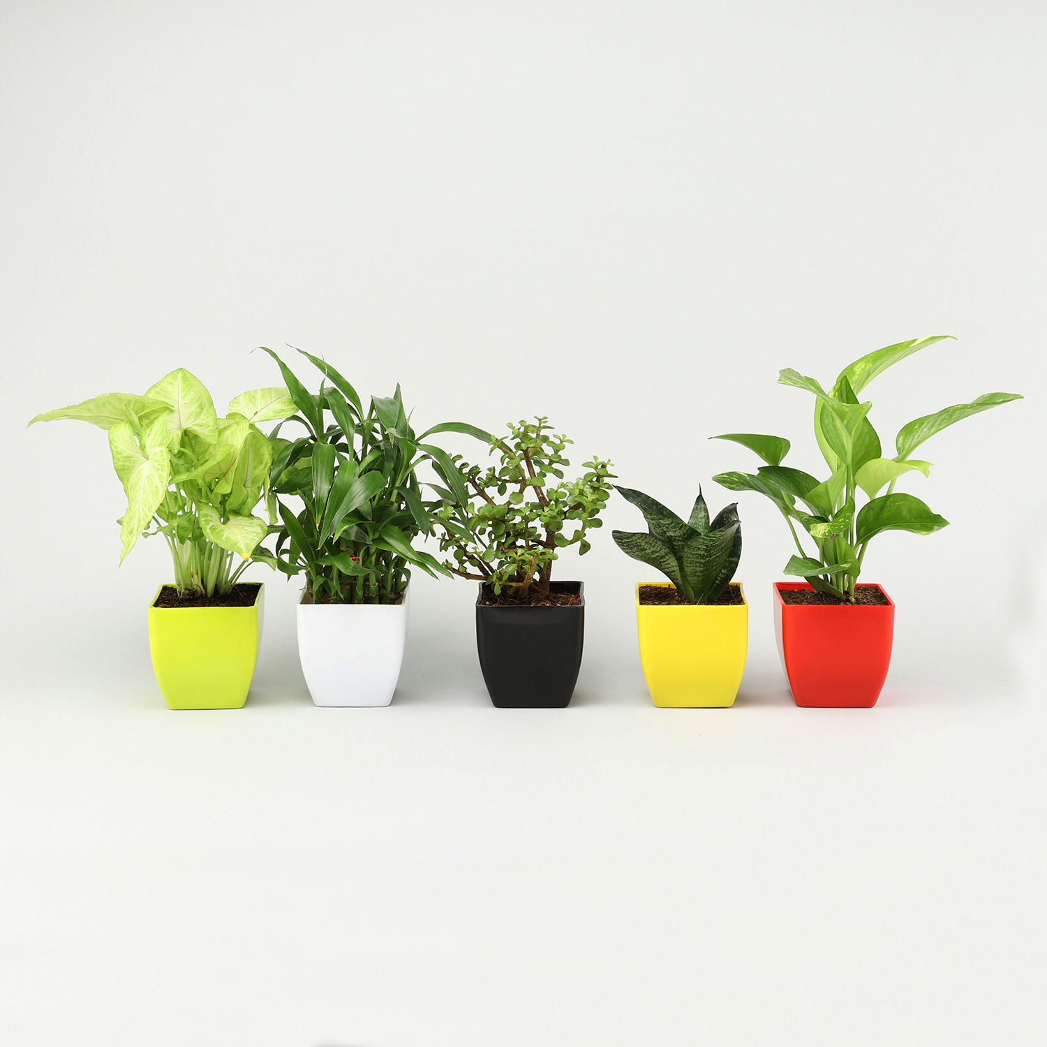 Grand 5 House Plant Set view 2