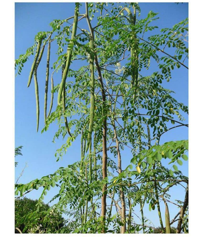 Vegetable SeedS - Drumstick / Sajna- Moringa Oleifera - Pack of 15 Seeds