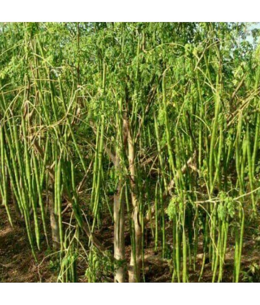 Vegetable SeedS - Drumstick / Sajna- Moringa Oleifera - Pack of 15 Seeds view 2