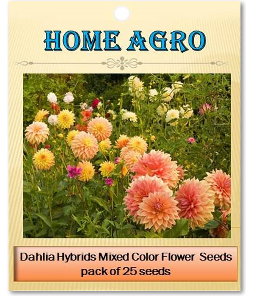 homeagro - Dahlia Mixed Flower ( 25 Seeds ) view 2