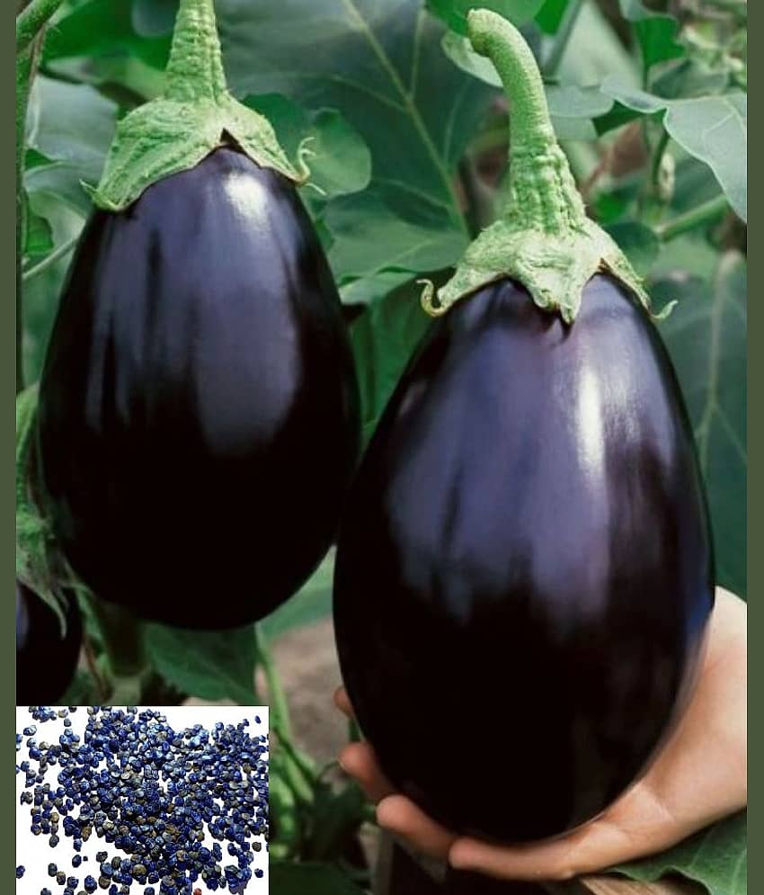 homeagro - Brinjal Vegetable ( 50 Seeds ) view 2