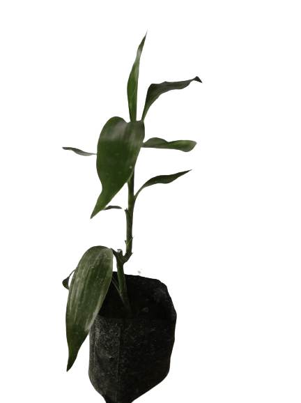 Lucky Bamboo Plant view 2