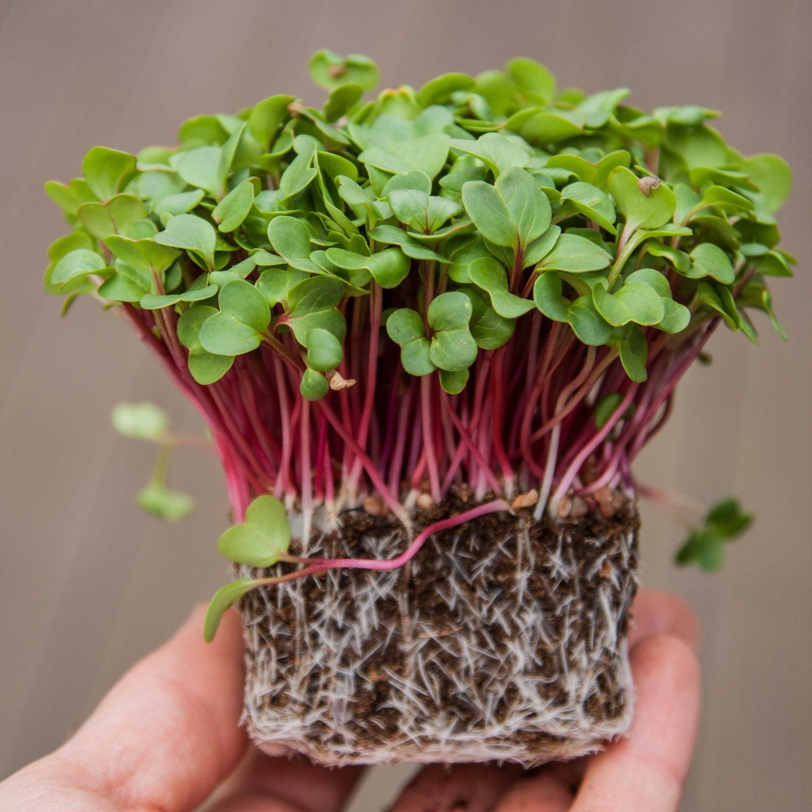 Radish Pink Microgreen 100Gm view 2
