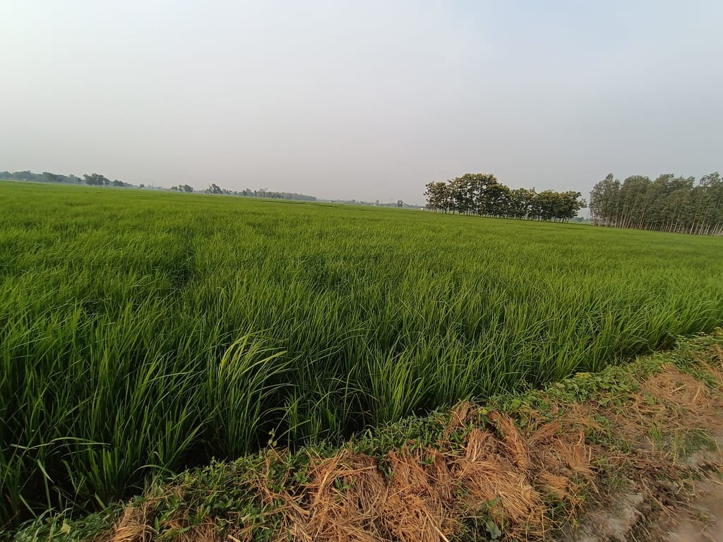 Organic Kala namak chaval काला नमक चावल view 2