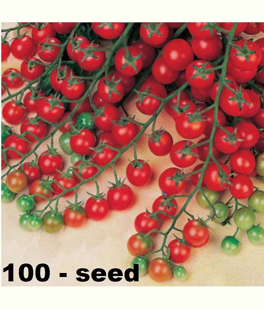 Cherry Tomato High Germination Seeds - Pack Of 50 Hybrid Seeds view 2