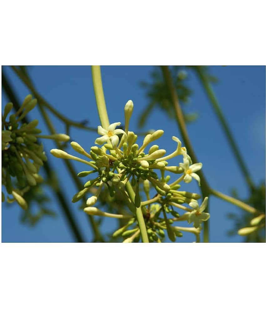 Red Lady Papaya Seeds - Pack of 40 Seeds + Instruction Manual view 2