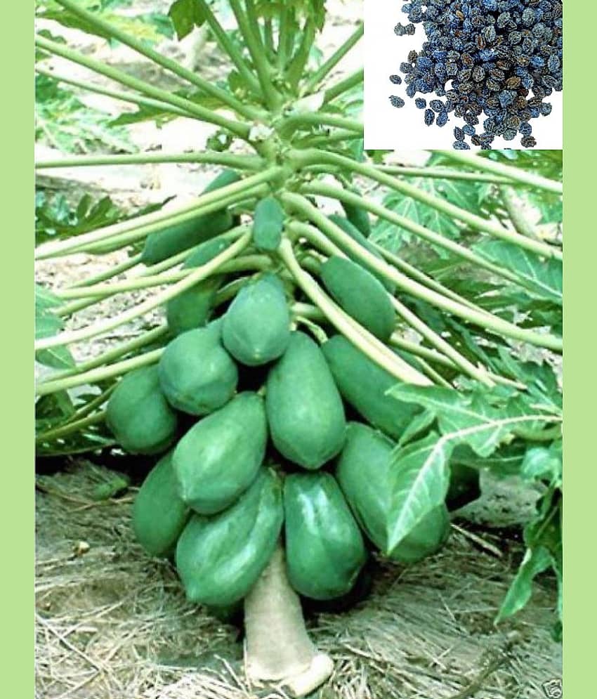 Papaya, Papita Honey Dew Fruit 50 Seeds view 2