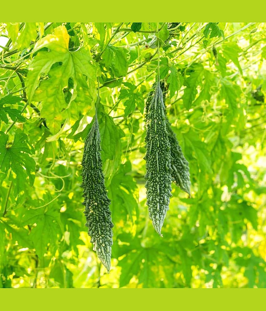 Jignisha Seeds Bitter Gourd Vegetable ( 15 Seeds ) view 2