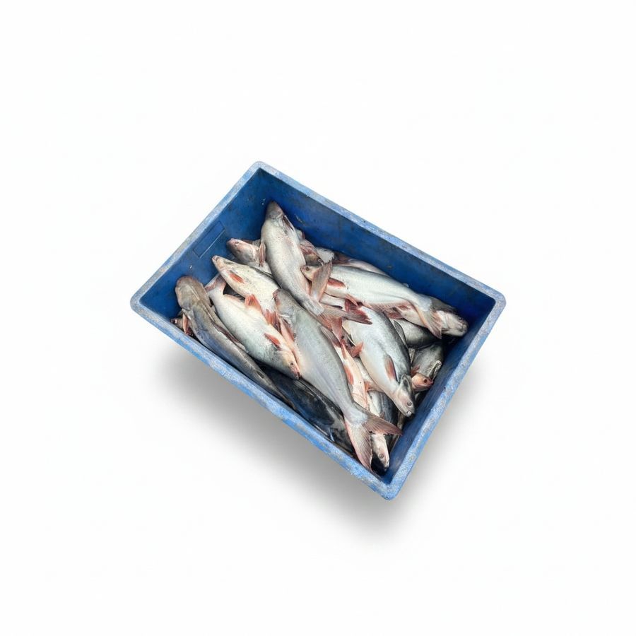 Fresh Raw Fish - 20 kg - One crate containing fresh fish view 2