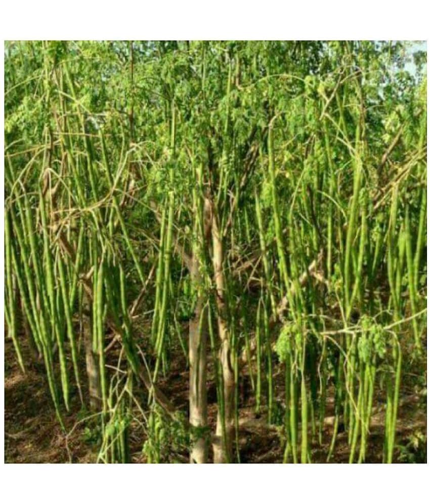 Moringa Seeds Variety Hybrid Drumstick 20 Seeds (Saijan ki Phalli,Saragavo) view 2