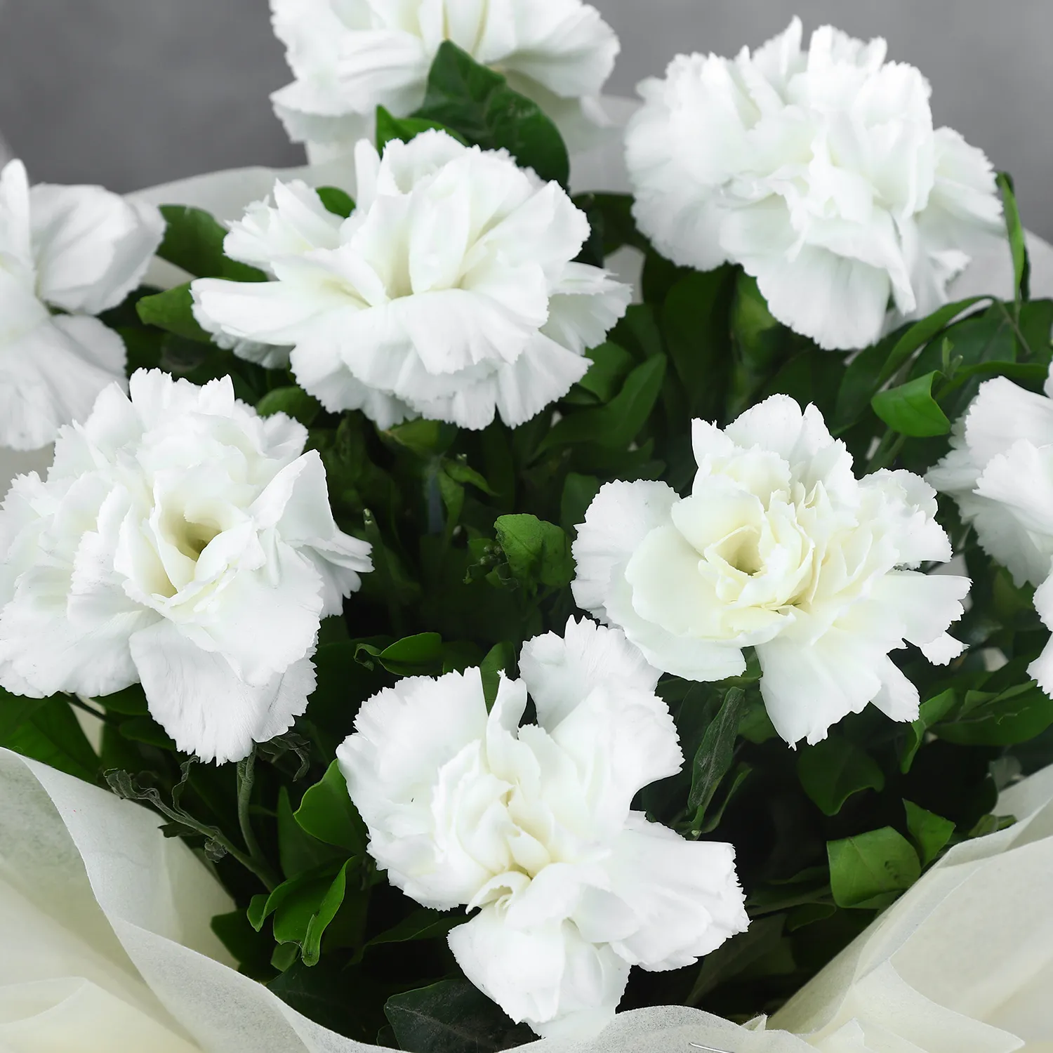 8 White Carnations Bouquet view 2