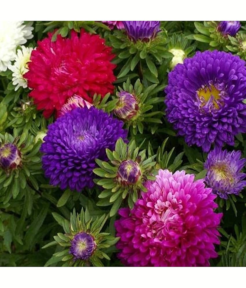 Aster ‘Mix’ F1 Hybrid Flower Seeds for Summer Season Pack 50 Seeds Packet view 2