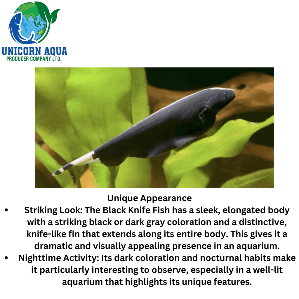 Ghost Knife Fish view 2