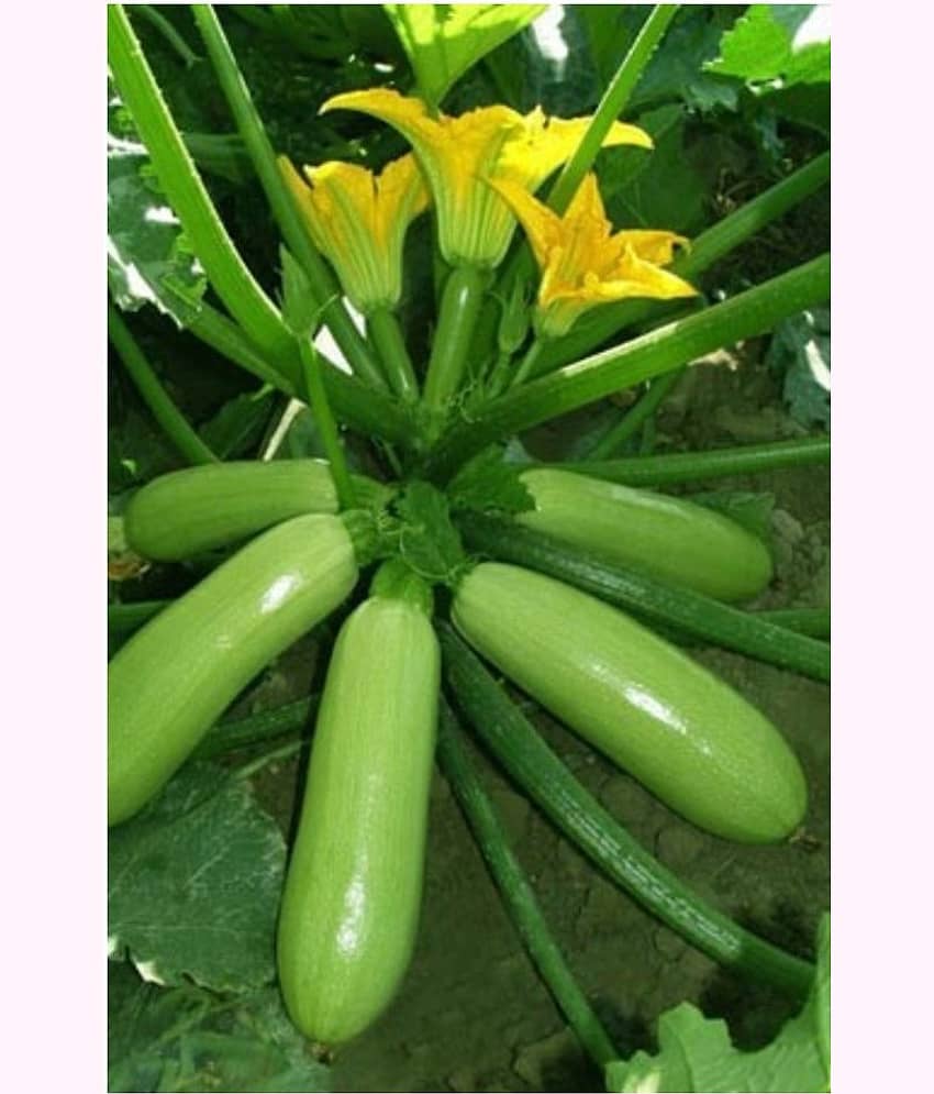 Zucchini High Yielding Hybrid Light Green Long Squash Seeds - Pack of 10 Seeds view 2